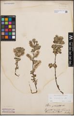 Foto von Salix cinerea L.